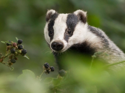 badgers