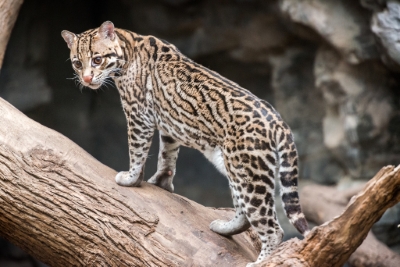 Ocelots