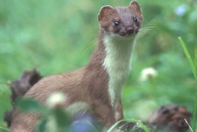 Stoats