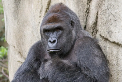 Harambe (RIP)