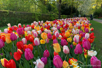 Tulips