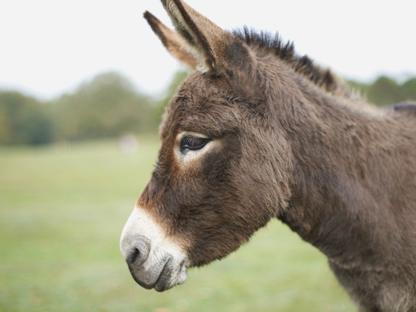 Donkeys