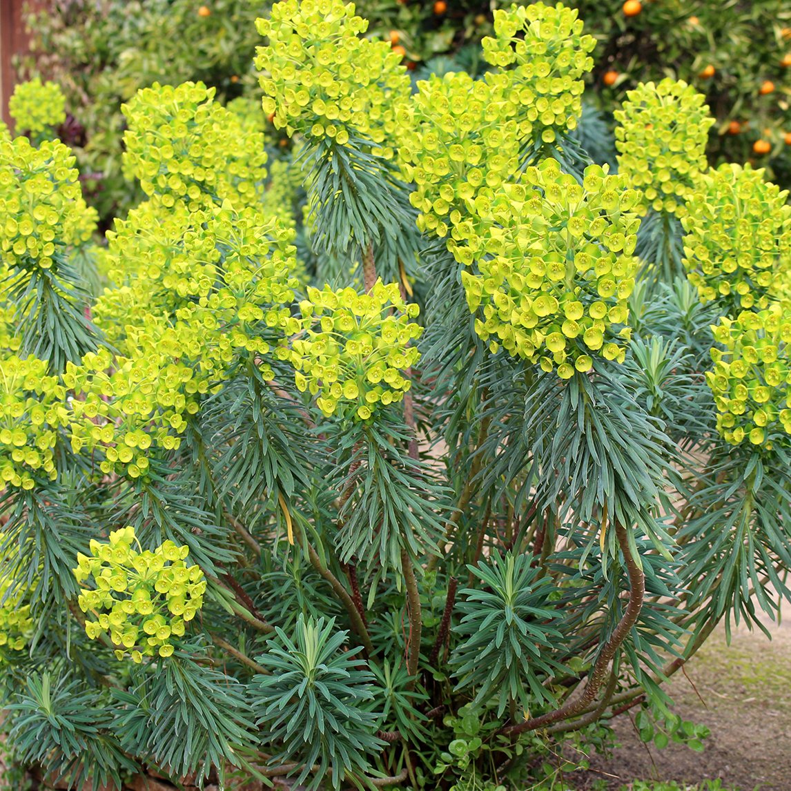 Euphorbia